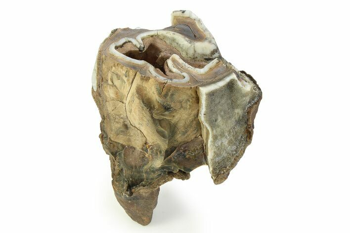 Fossil Woolly Rhino (Coelodonta) Tooth - Siberia #350939